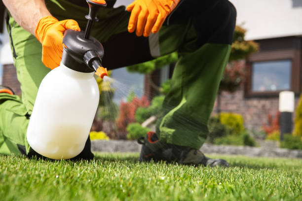 Best Wasp Removal Services  in Cudjoe Key, FL