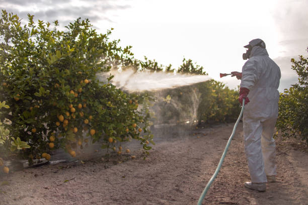 Best Emergency Pest Control  in Cudjoe Key, FL