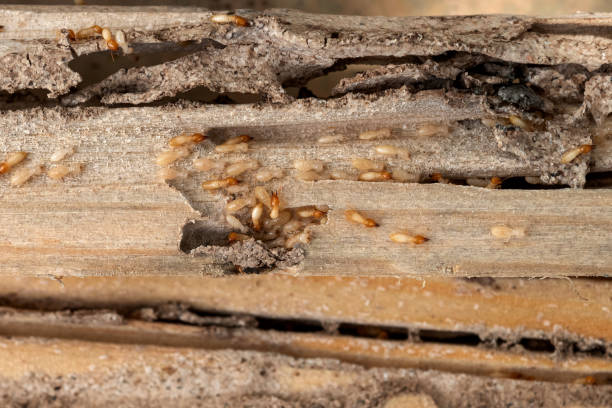 Best Commercial Pest Control Services  in Cudjoe Key, FL