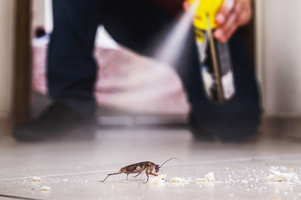 Best Mosquito Control Services  in Cudjoe Key, FL